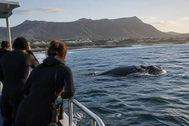 Cape Shark's Whale-Season Combo