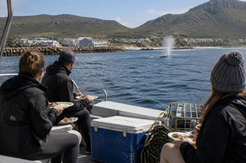 Shark Dive Plus Whale Watching