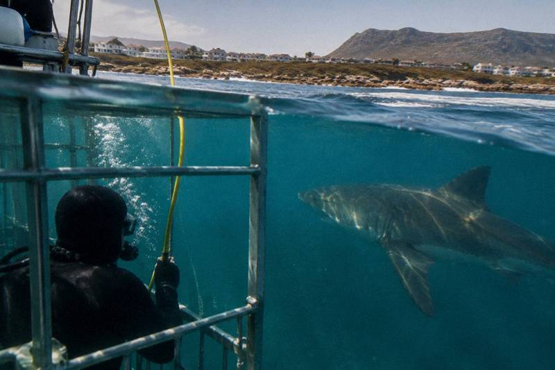 Sharklady Air-Line Cage Dive