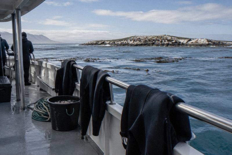 Conservation-Focused Cage Dive