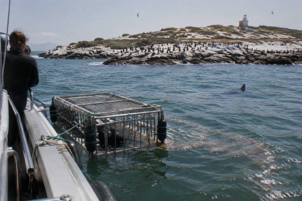 A metal shark cage floating beside a dive boat in open water near a rocky coastline