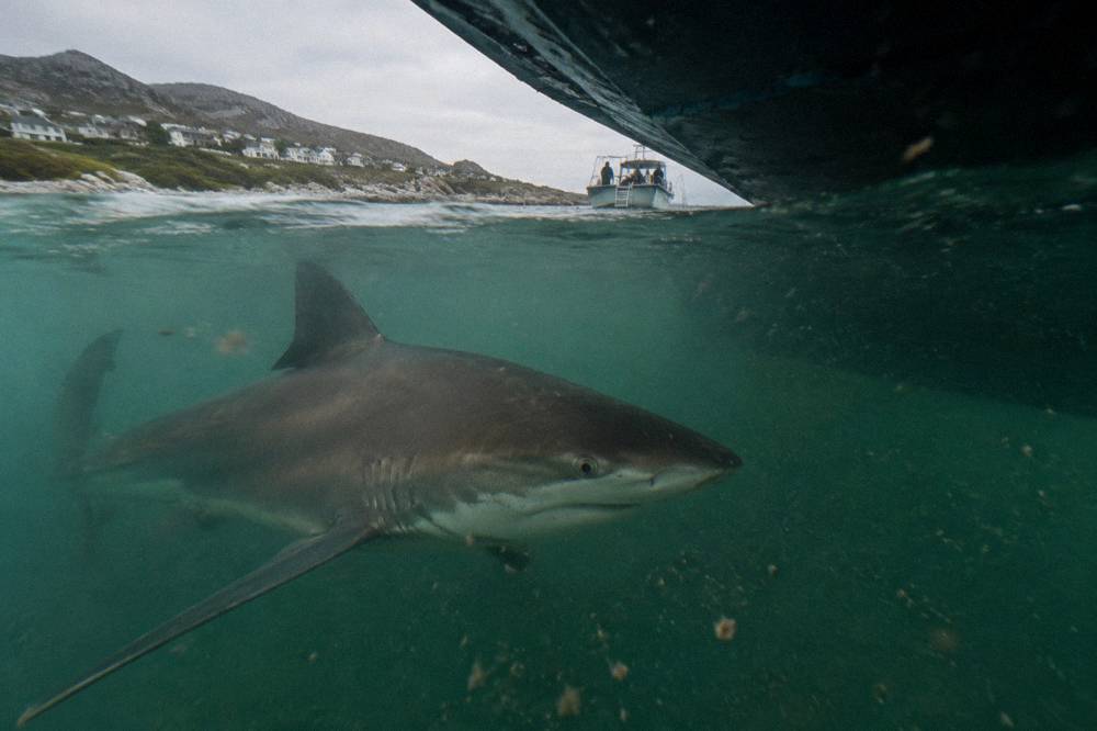 A bronze whaler shark swimming through green water near the surface