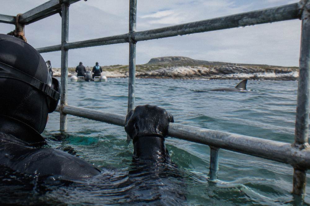 A diver in a wetsuit holding the bars of a shark cage at the surface