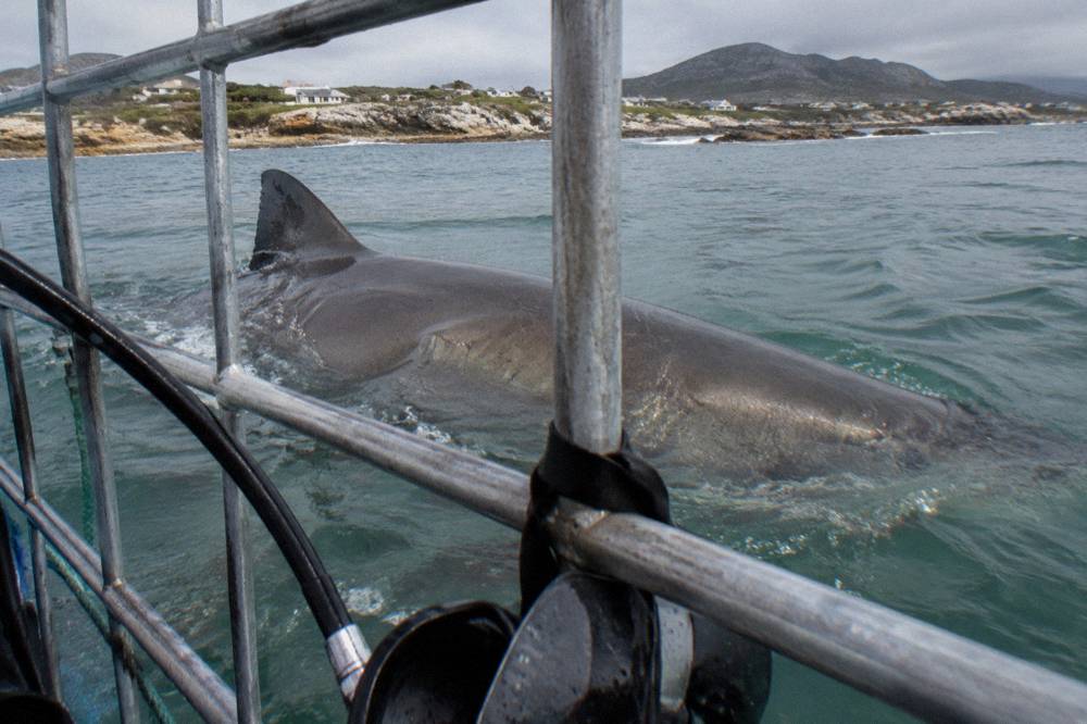 A bronze whaler shark swimming close to the surface near a anchored dive boat