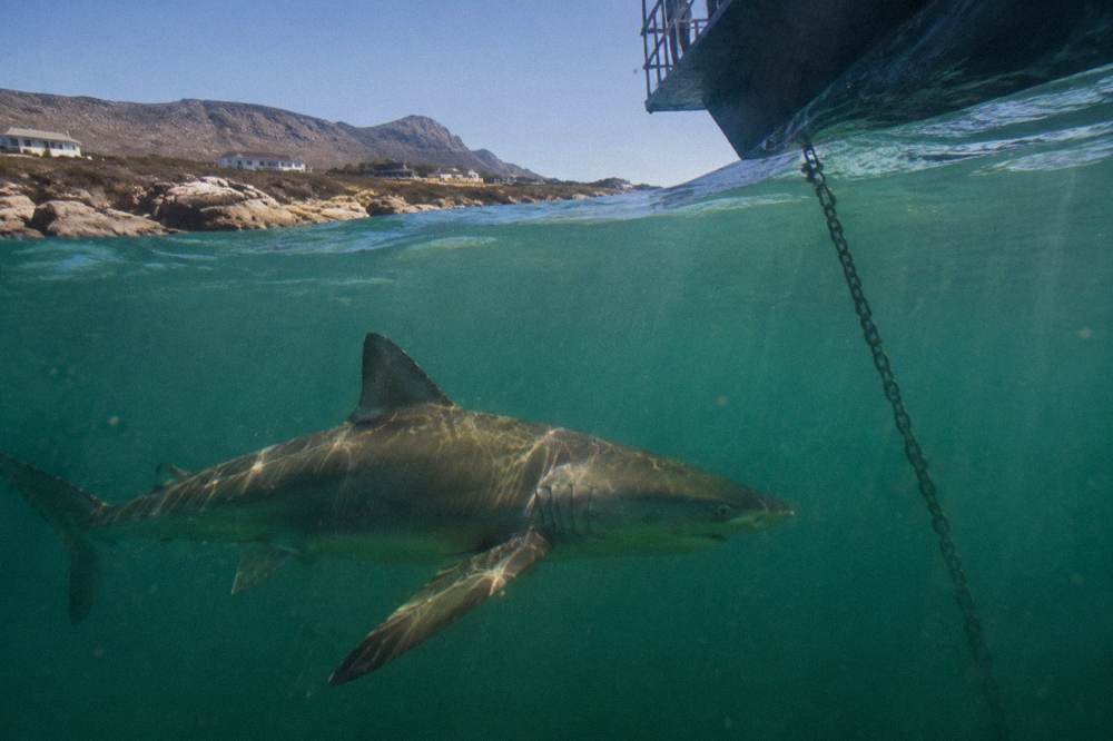 A bronze whaler shark swimming through green ocean water near the surface