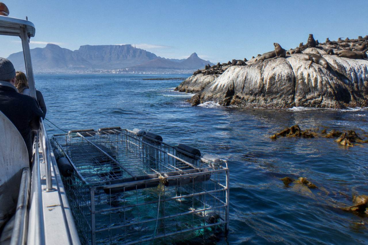 A sturdy metal shark cage floating beside a dive boat in open blue water near a rocky island