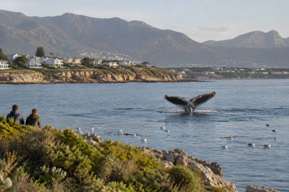 Southern right whale lifting its tail fluke above the water near the coast