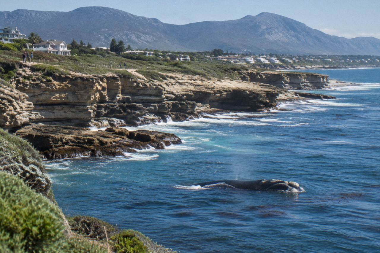 Southern right whale surfacing close to shore along a coastal cliff path