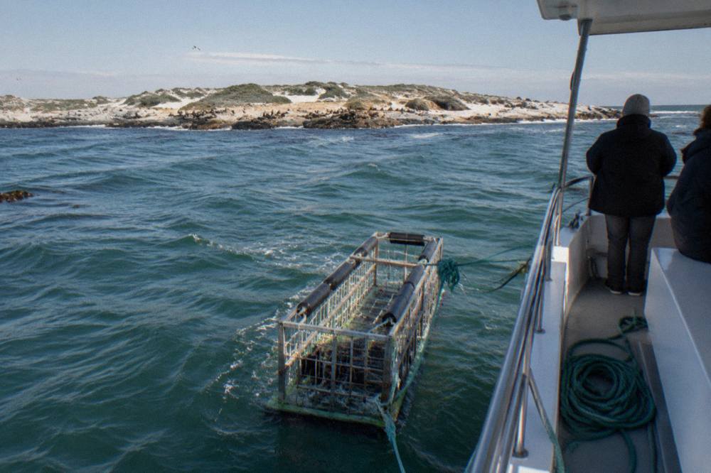 A shark cage floating beside a small boat in open water near a rocky island