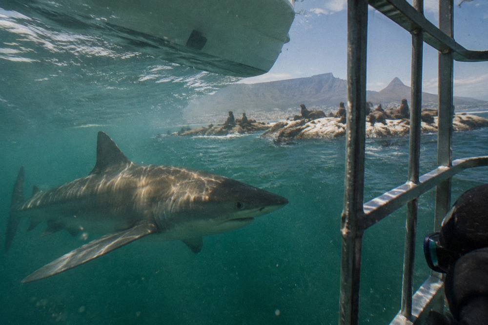 A bronze whaler shark swimming close to a cage in green open water