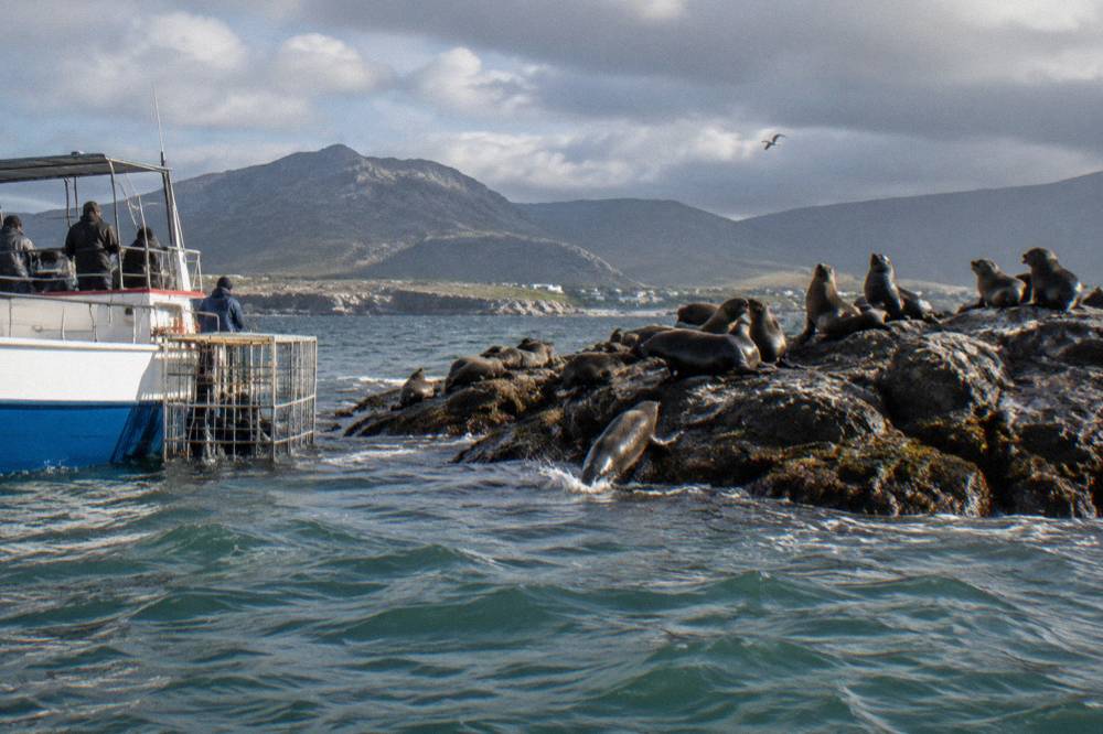A cage diving boat anchored near a small island with seals on the rocks