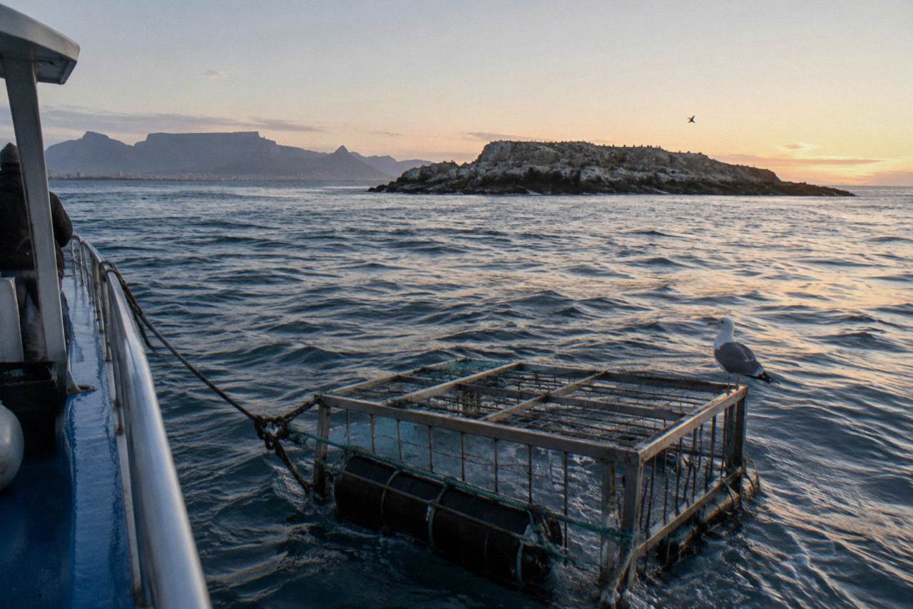 A shark cage floating beside a boat in open water near a rocky island