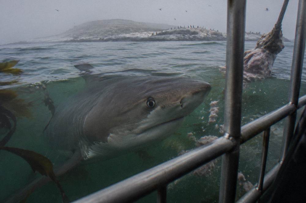 A bronze whaler shark swimming past a steel cage in green temperate water
