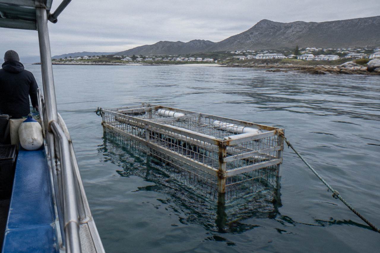 A sturdy metal shark cage floating beside a dive boat in calm grey Atlantic water