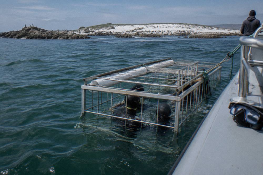 A licensed shark cage floating in dark green water beside a dive boat