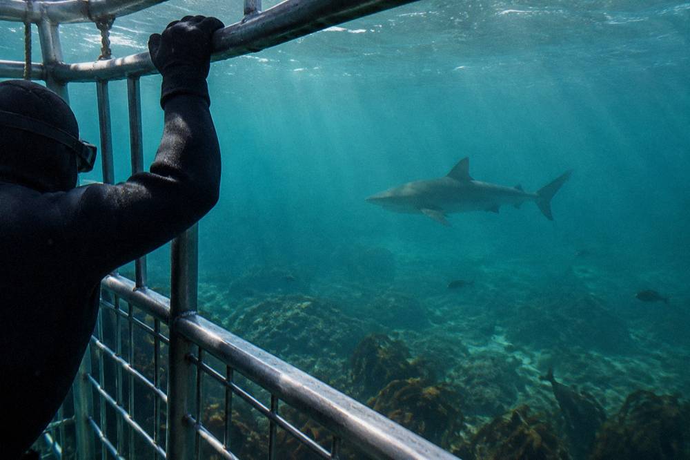 A diver's gloved hand gripping the top bar of a submerged shark cage with a bronze whaler shark visible in the background