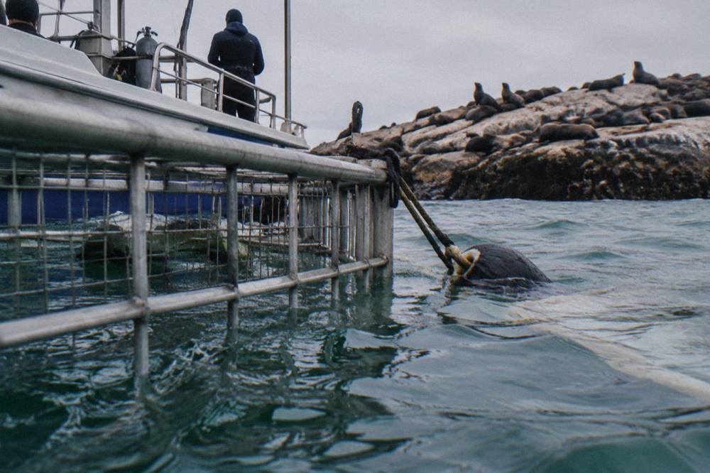 A shark cage floating beside a dive boat in green Atlantic water near a rocky coastline