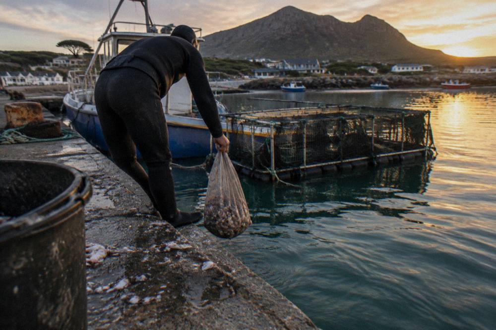 A dive crew member baiting the water beside a moored shark cage boat at a small harbour