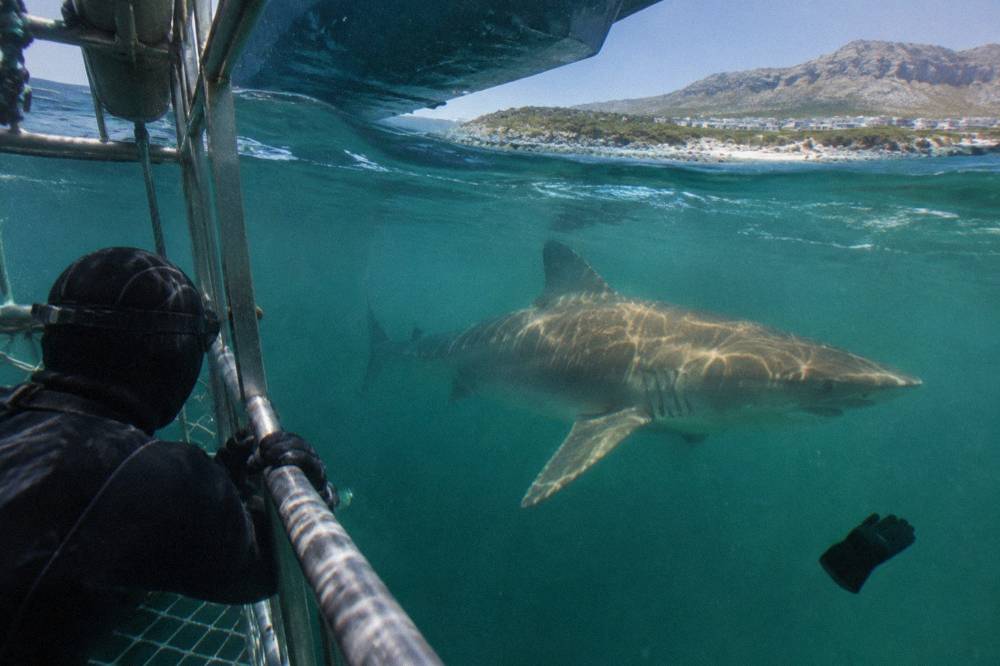 A diver in a wetsuit holding the rim of a surface cage while a large shark swims past in green water
