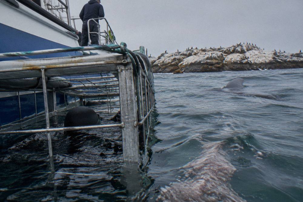 A dive boat anchored near a rocky island with a cage tied alongside and grey ocean swell beyond