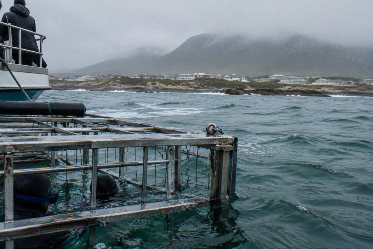 A steel shark cage floating beside a dive boat in green Atlantic water off the Gansbaai coast