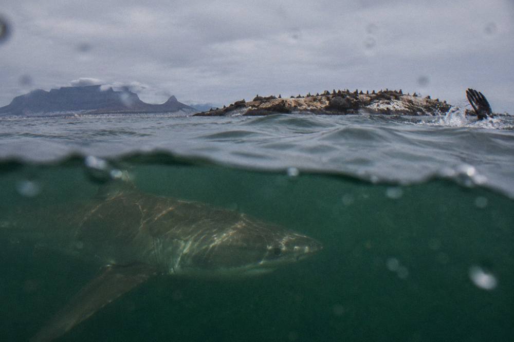 A bronze whaler shark swimming through green open water near Seal Island in False Bay