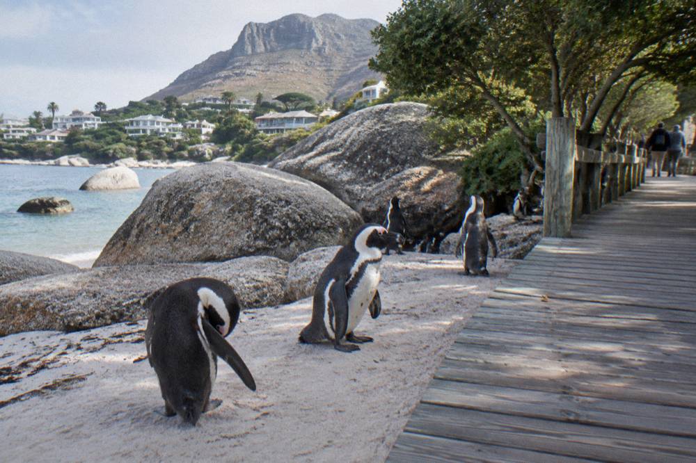 African penguins standing on pale sand beside wooden boardwalks at Boulders Beach