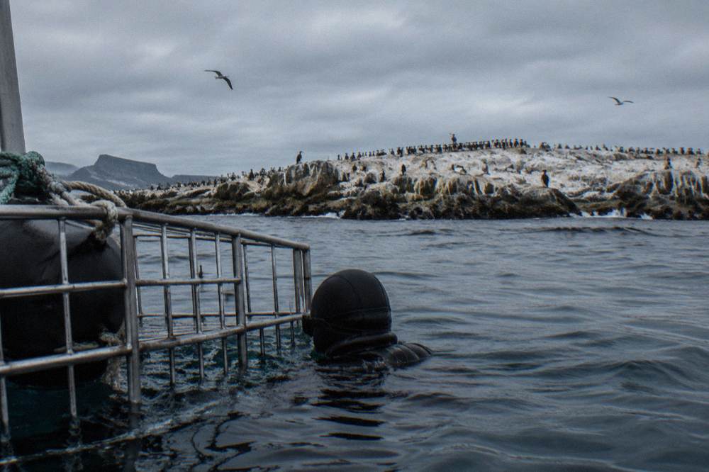 A steel shark cage floating beside a dive boat in grey-blue ocean water