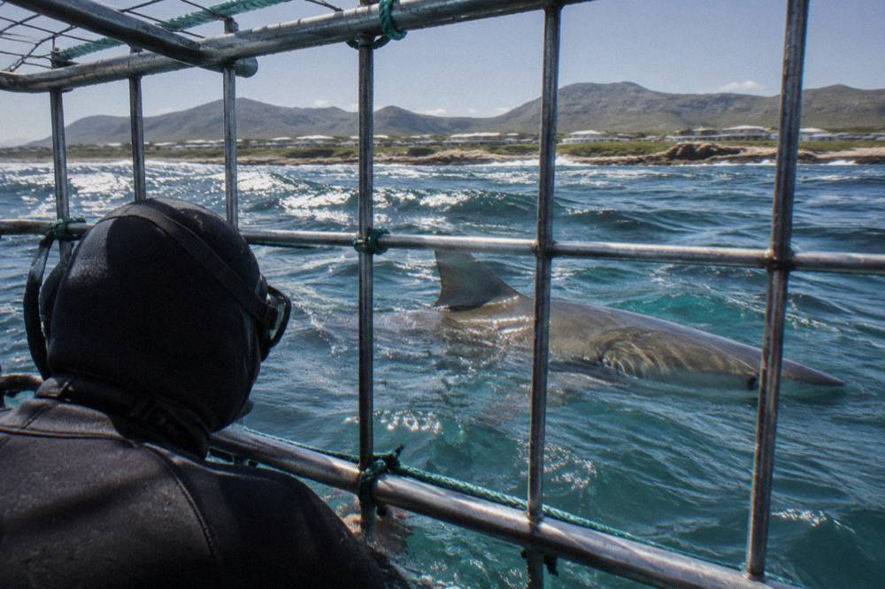 A diver inside a surface cage looking out at a bronze whaler shark, sunlight hitting the water surface above.