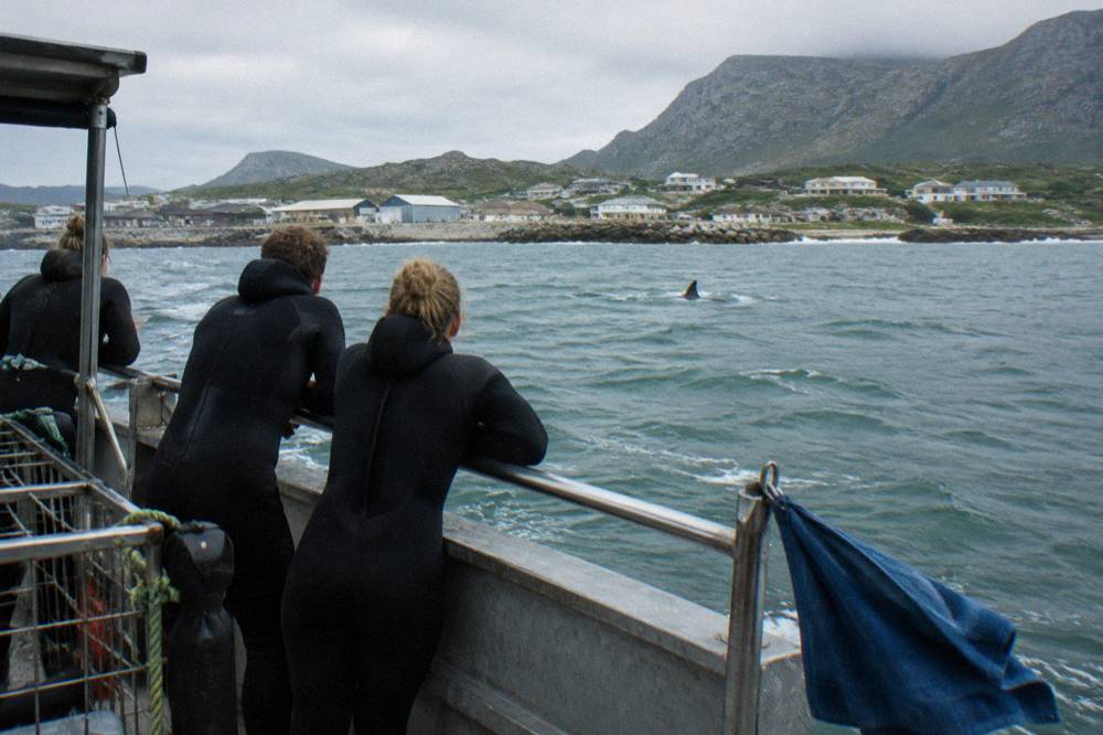 A group of guests in wetsuits on the deck of a shark cage diving boat, looking over the rail at a shark fin in the water.