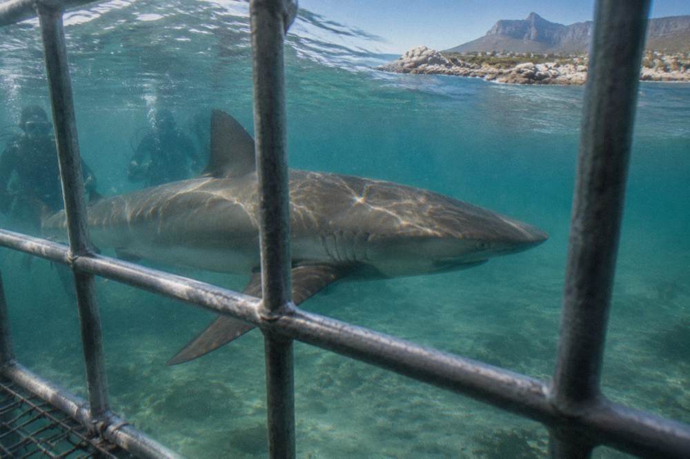 A bronze whaler shark swimming past the cage bars with divers visible inside, clear water and a rocky seabed below.