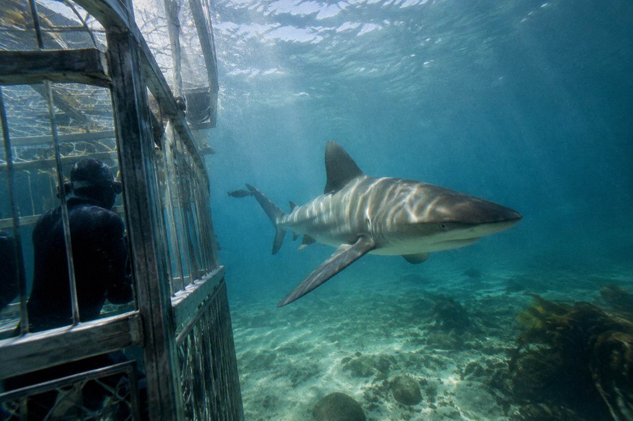 A bronze whaler shark circling a submerged cage off Gansbaai, blue water and sunlight filtering through the surface.