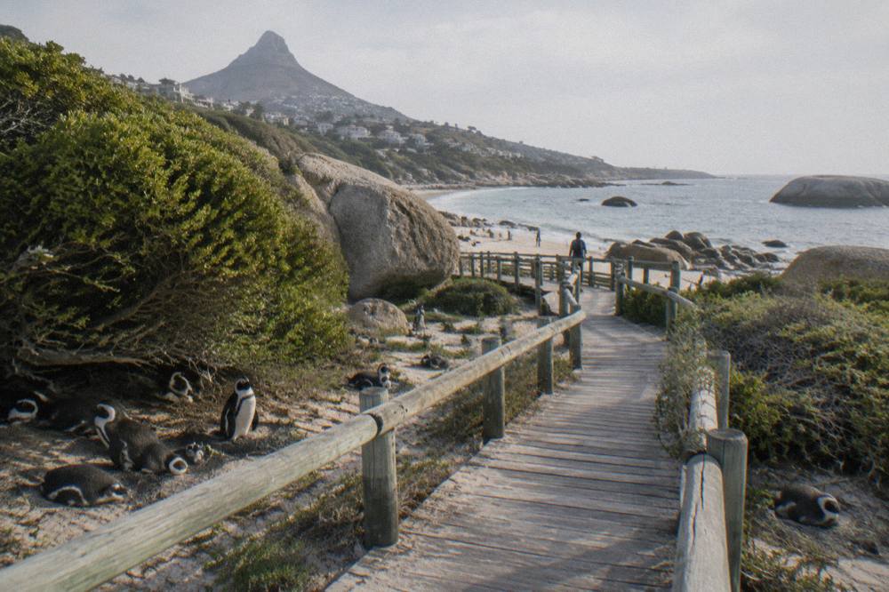 Wooden boardwalk winding past granite boulders with penguins on both sides