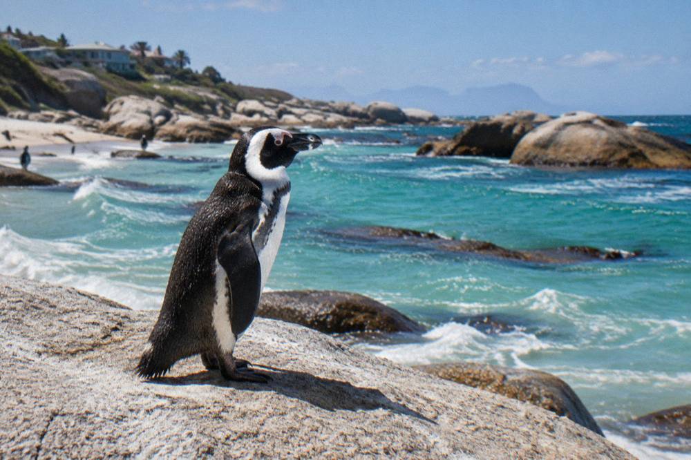 Close-up of an African penguin standing on a granite boulder with turquoise ocean behind