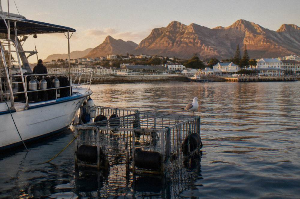Shark cage floating next to a boat with Simon's Town mountains in the background