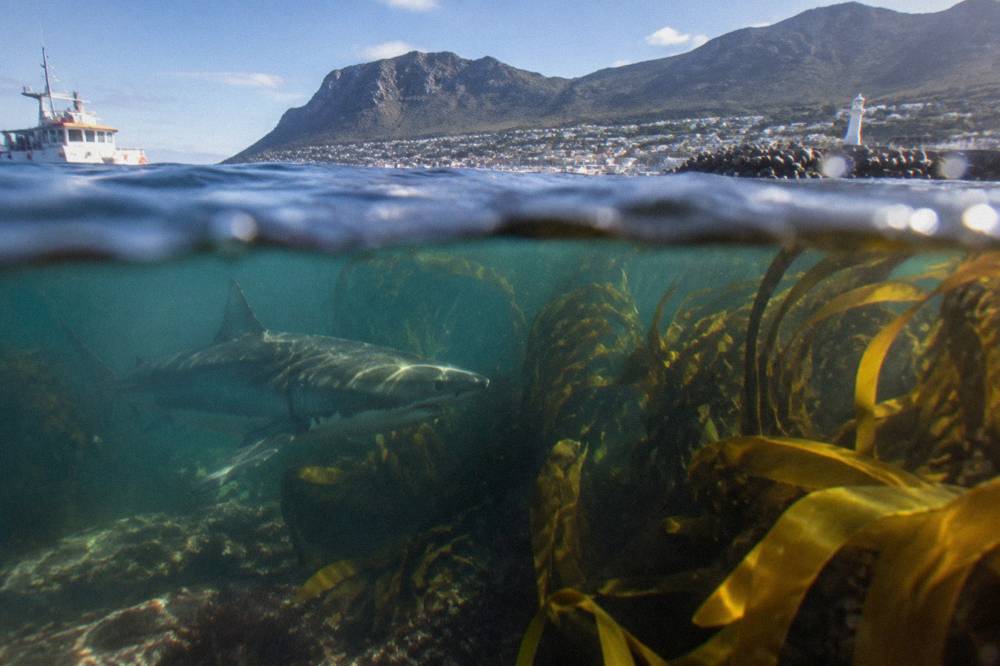 A shark swimming through open ocean water near a coastal kelp line