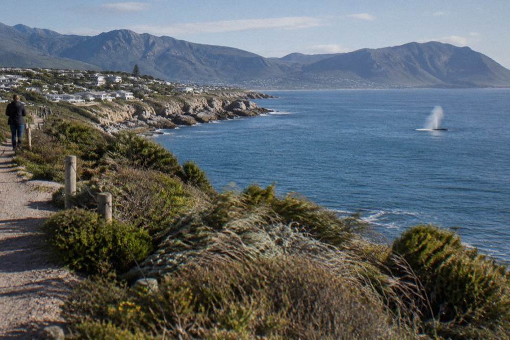 Coastal cliffs above a calm bay with whale watching viewpoints along a walking path