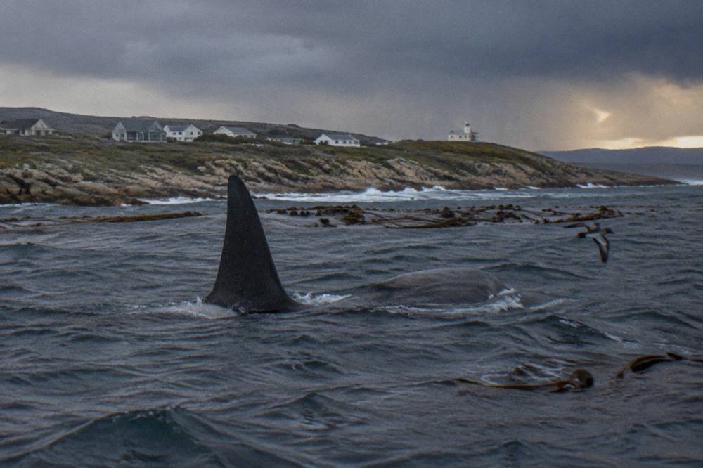 A grey orca back and dorsal fin visible above dark ocean water near a rocky coastline