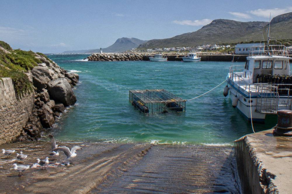 Empty steel shark cage floating in green South African sea water beside a boat
