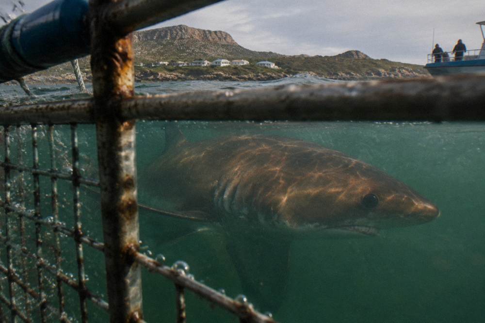 A bronze whaler shark swimming through murky green water near the ocean surface