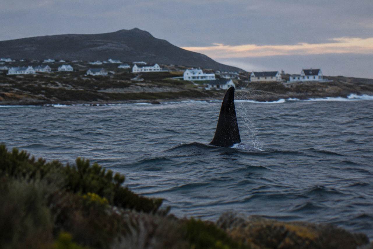 A tall orca dorsal fin rising above grey swell near a South African coastline