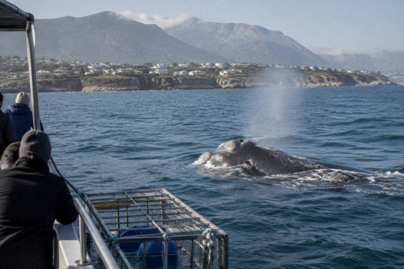 A whale surfaces beside an unbranded dive boat and its shark cage on a combined dive and whale watching trip off South Africa