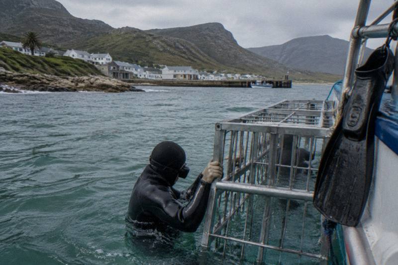 A diver in a thick wetsuit holding the bars of a steel shark cage beside an unbranded dive boat in green water off Kleinbaai, near Gansbaai in South Africa