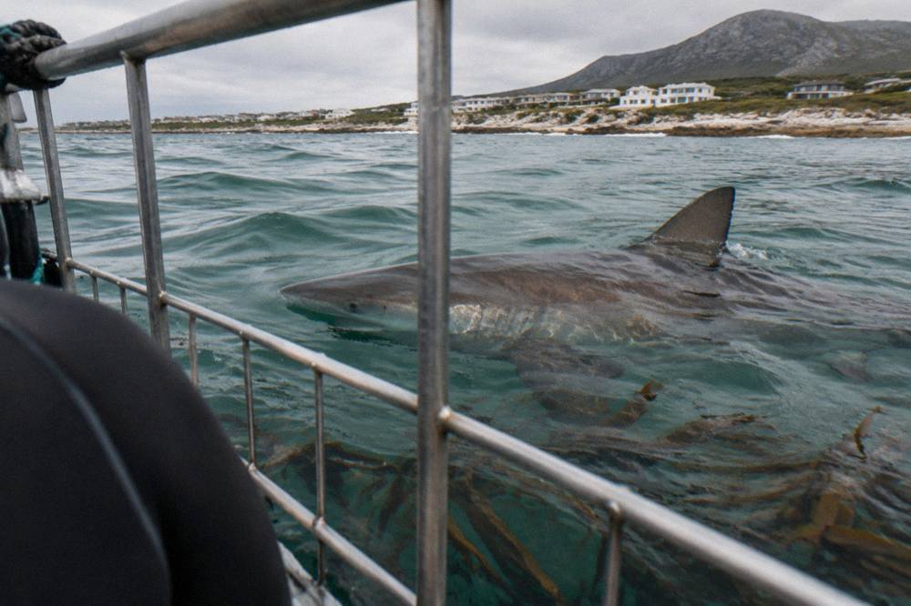 A bronze whaler shark swimming past a floating aluminium cage in green water
