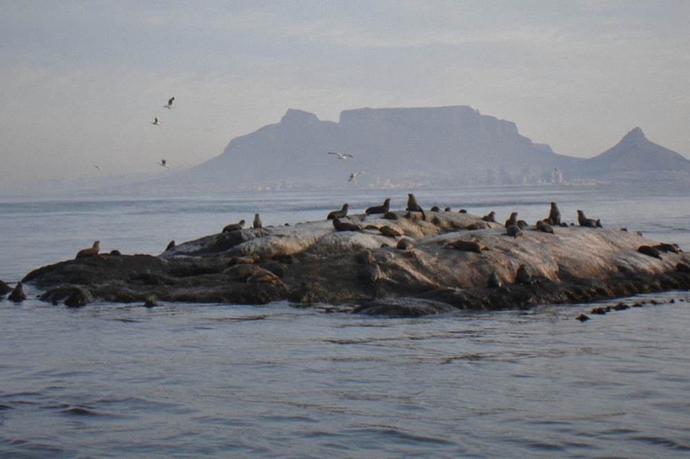Seal Island in False Bay under morning light with calm grey water