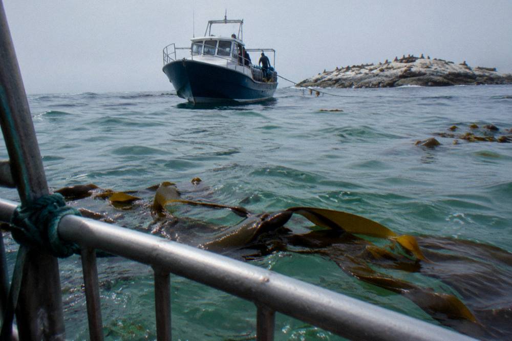 A dive boat anchored near a rocky island coastline with kelp visible in clear water