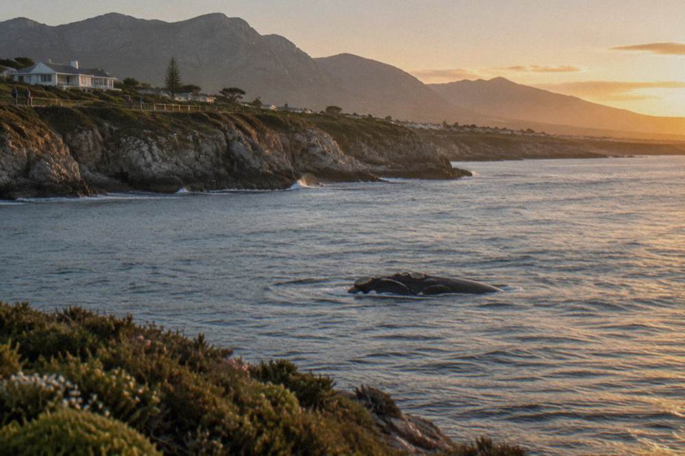 Southern right whale surfacing near a rocky coastline in Walker Bay