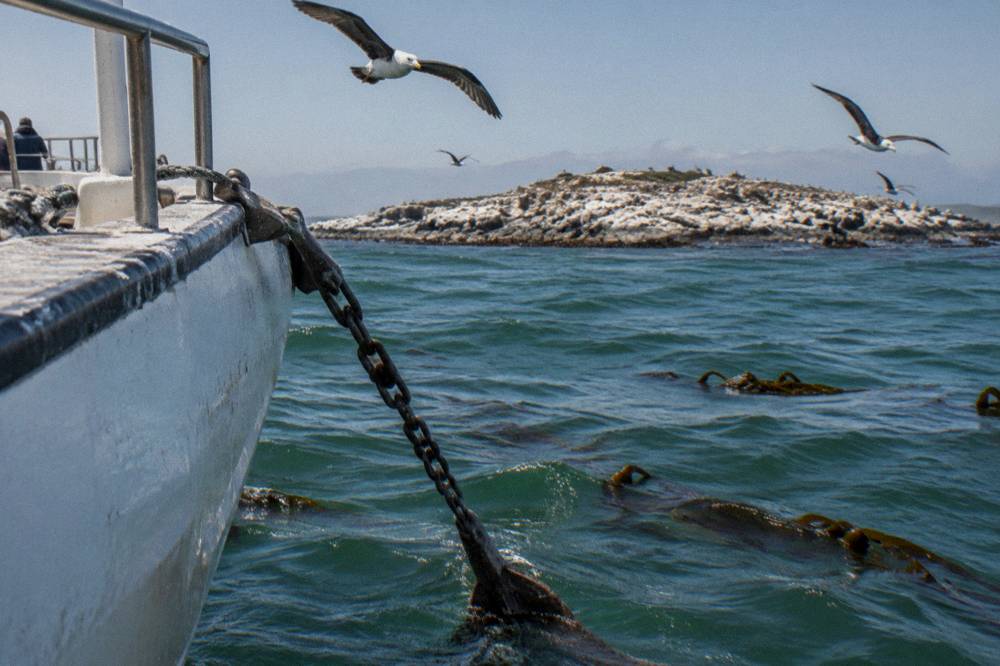 Dive boat anchored near a rocky island with seabirds circling overhead