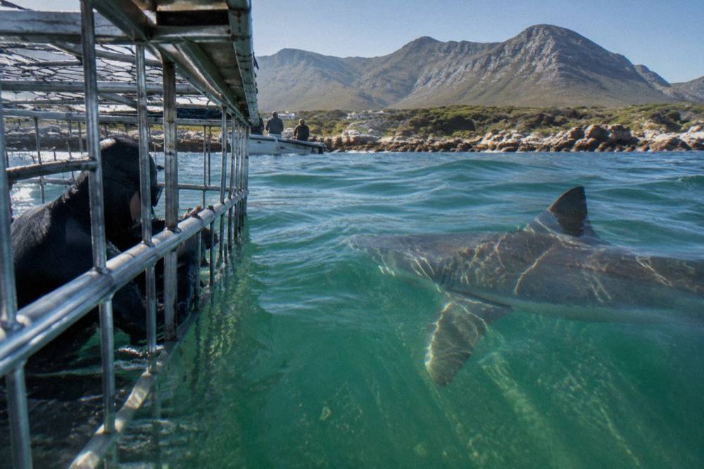 A diver inside a surface cage looking out at a bronze whaler shark in greenish water