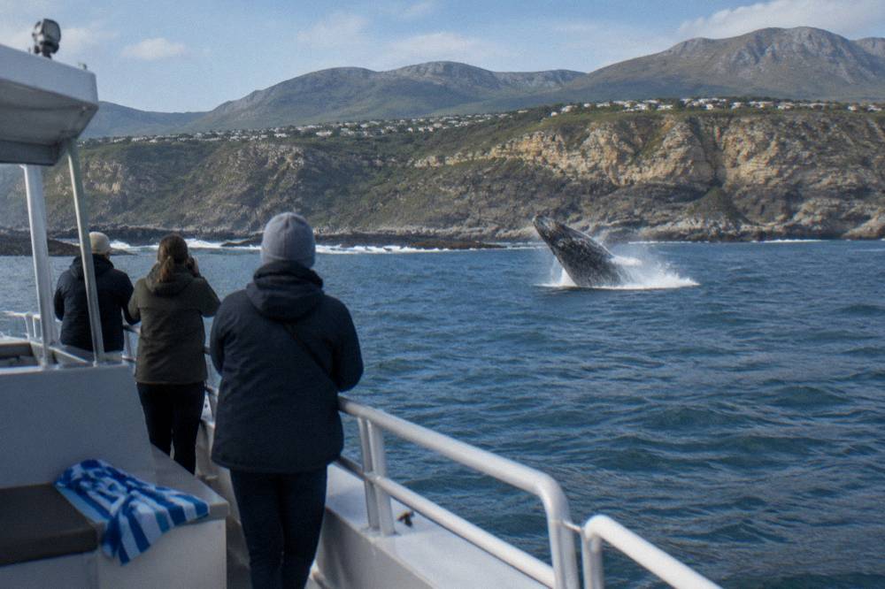 A southern right whale breaching near a boat with Walker Bay cliffs in the distance